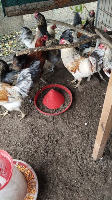 Vand cocosi ameraucana