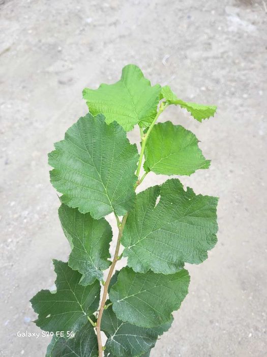 Alun micorizat cu trufe negre in ghiveci 100-120 cm
