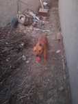 It pidbul sotiladi