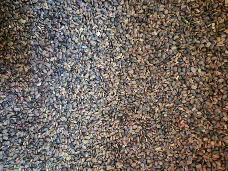 Vând Semințe de Salcâm