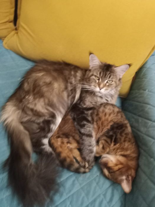 Отдам кошку мейн кун