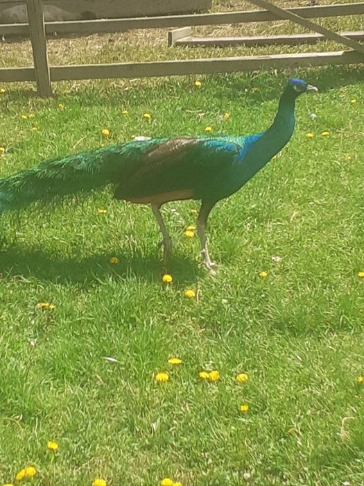 Vand paun spadling alb umăr negru arlechin