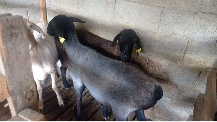 Семыз бордакы коилар сатылады