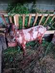 Capre Anglo-nubiene 
Animale