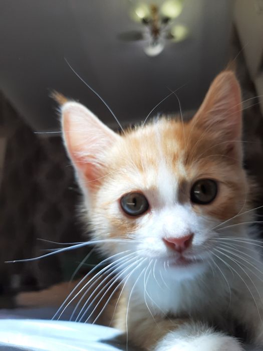 Отдадим котят в хорошие руки