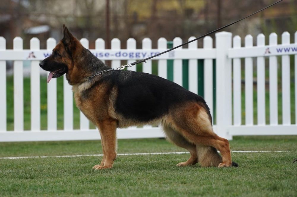 Vand cățel Ciobanesc German.