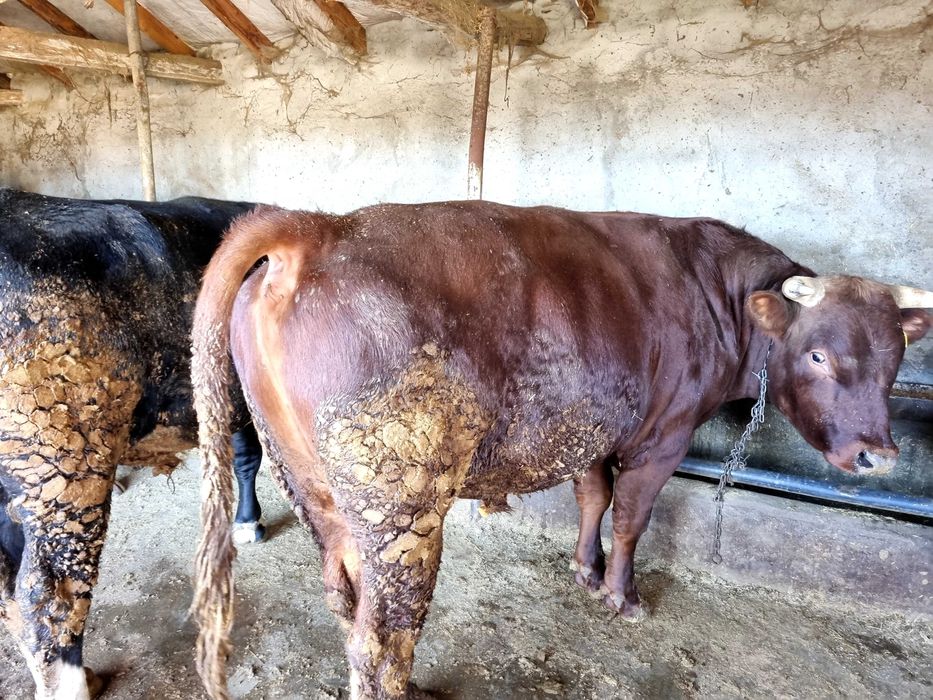 Мъжки угоени телета