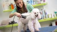 Salon de cosmetica canina si felina & cabinet veterinar Green Vet Iasi
