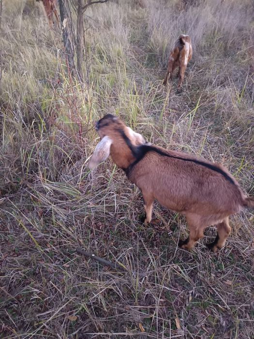 Tapi Anglo Nubieni 9 luni