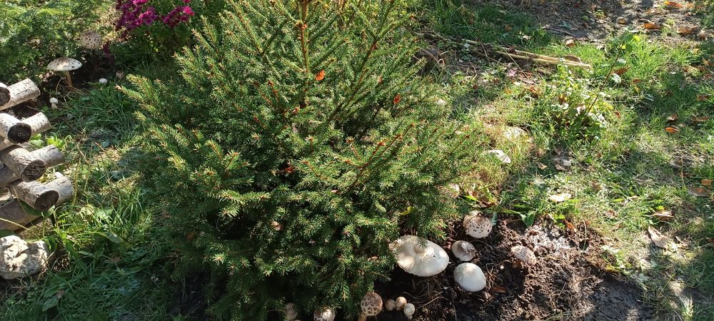 Vand Braduti naturali