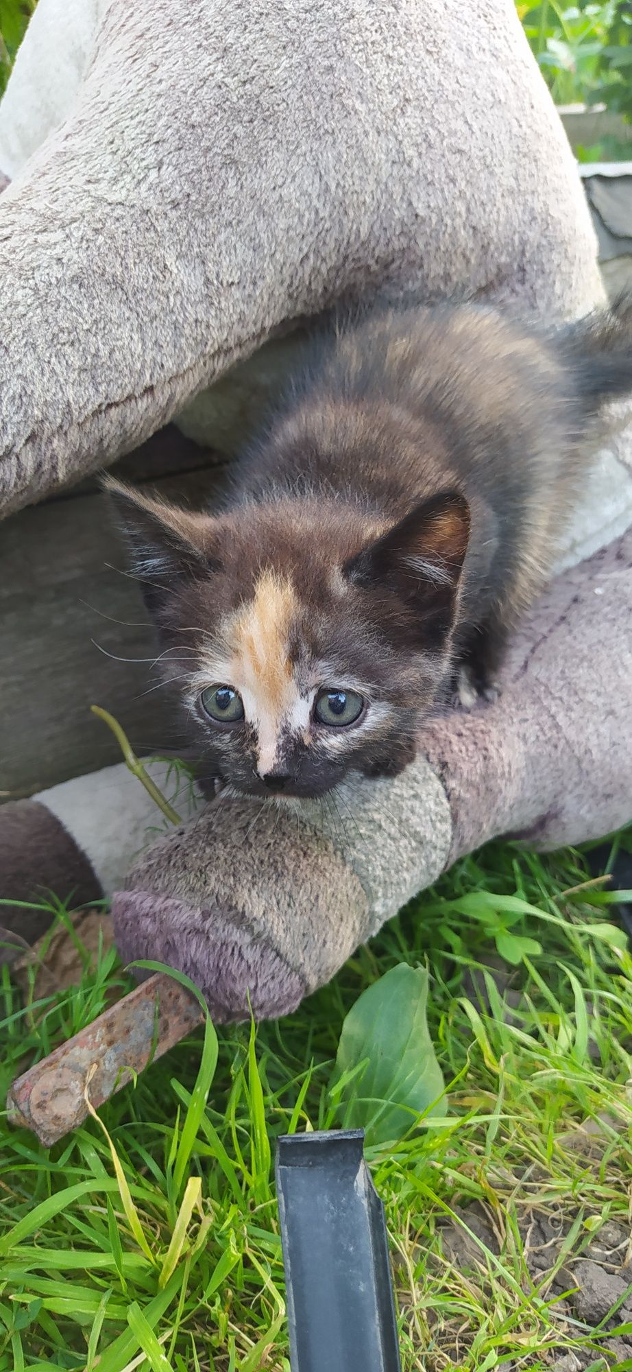 Котенок  бесплатно