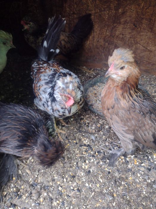 Perechi de găini pitice (pui)