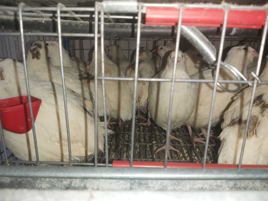 Prepelite outoare rasa Giganta Polara