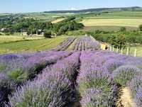 Teren - Gradina de Lavanda (2500 mp) de vanzare