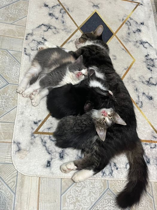 Котята милые и пушистые