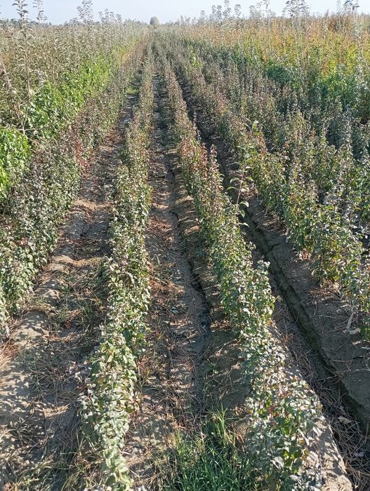 Мева кучатлар сотилади оптим ва Дона