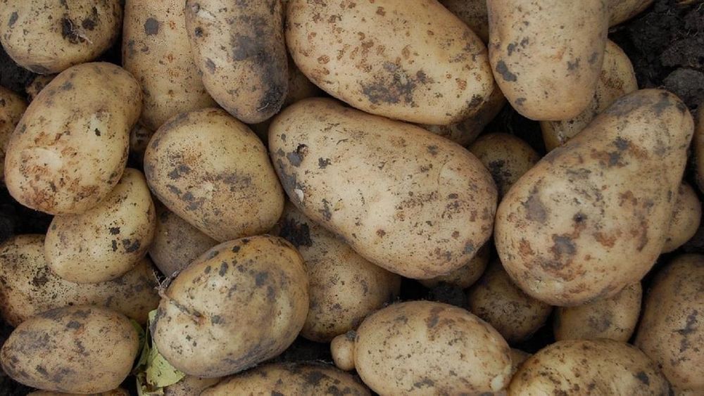 Продам дачный картофель