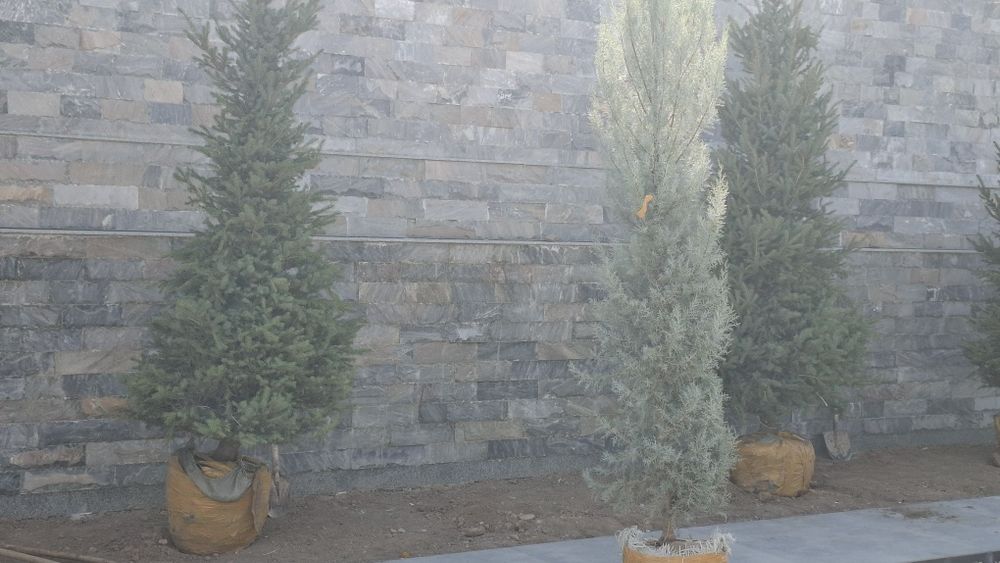 Gazon ekish xizmati sifatli xizmat