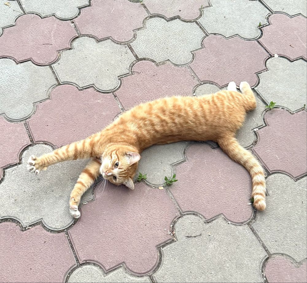 Котик в сапогах ищет дом!