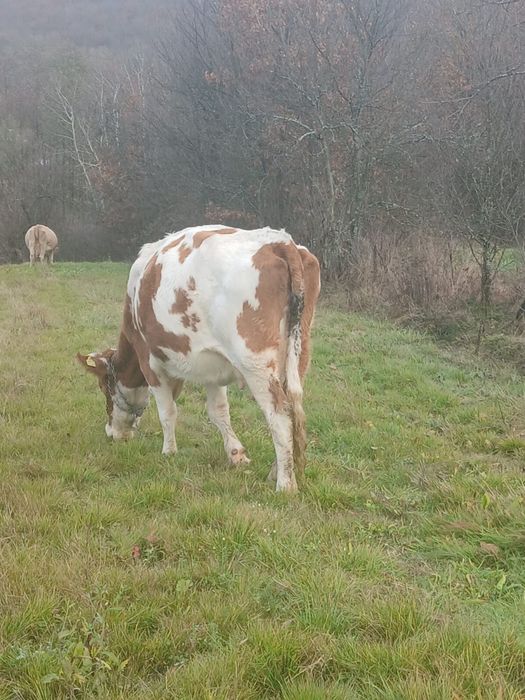 Vând vacă de 5 ani