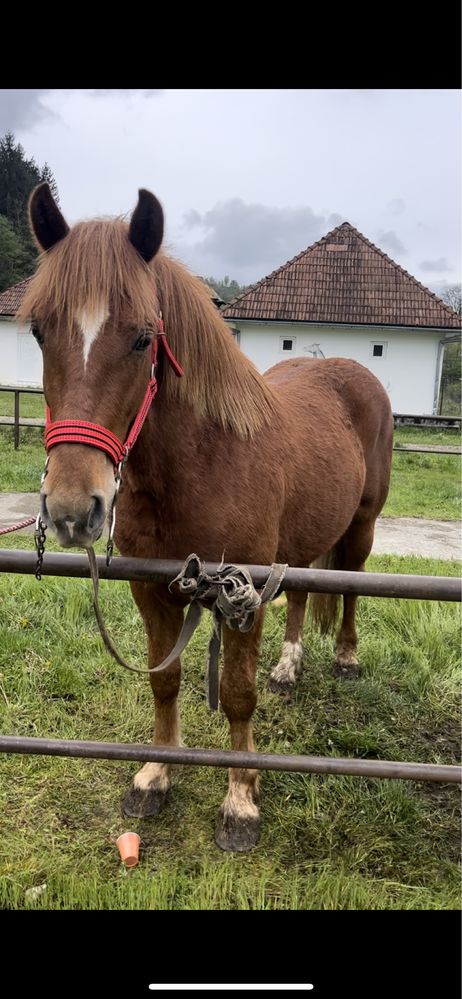 Mânz de un an și 6 luni