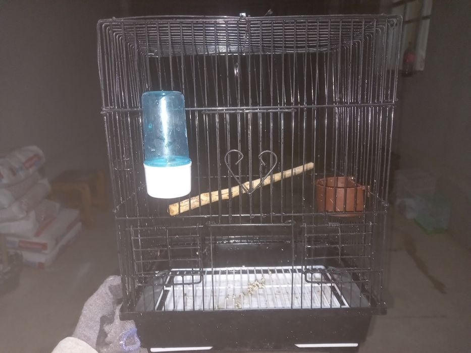 Qafas valer qushlarga