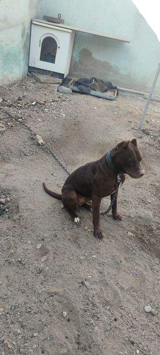 Продам собаку, Пит, сука, 2,5 года.