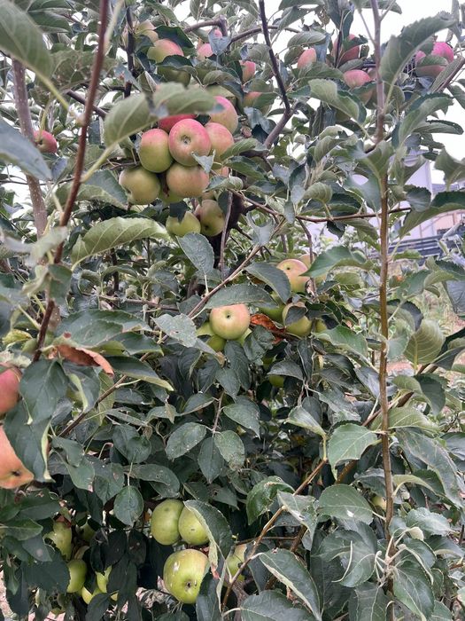 Vand mere Idared si Golden