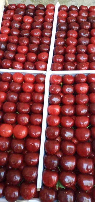 Экспортбоб валовье гилоси - Черешня валовье сердца