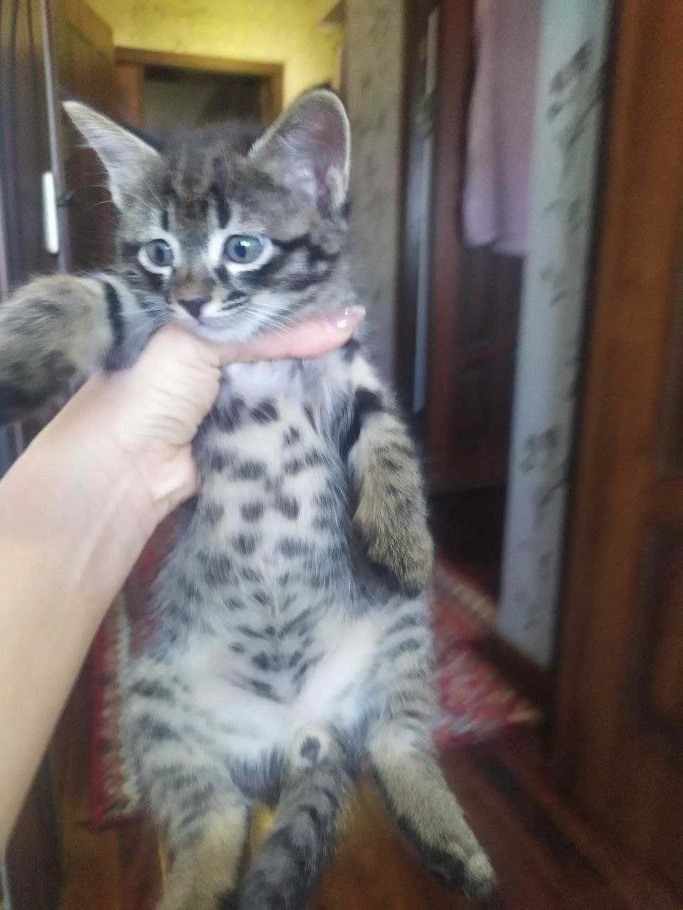Отдадим котёнок даром в добрые руки