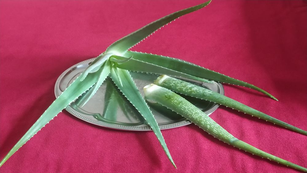 Продам алоэ вера