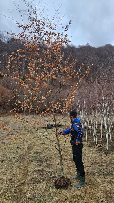 Stejar verde, frasin, paltin de munte, mesteacan alb, tei argintiu