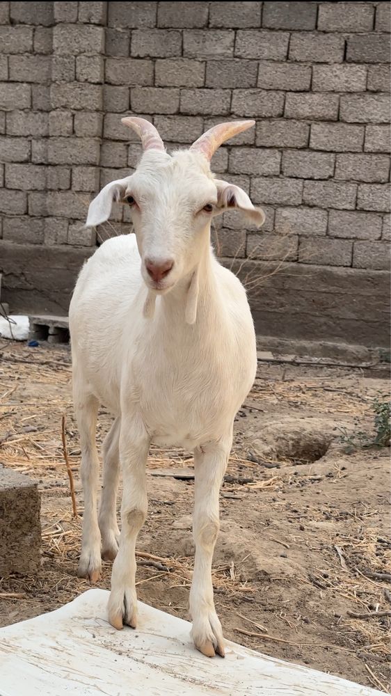 Zanen echkilarimiz “Basmala farm” fermasidan
