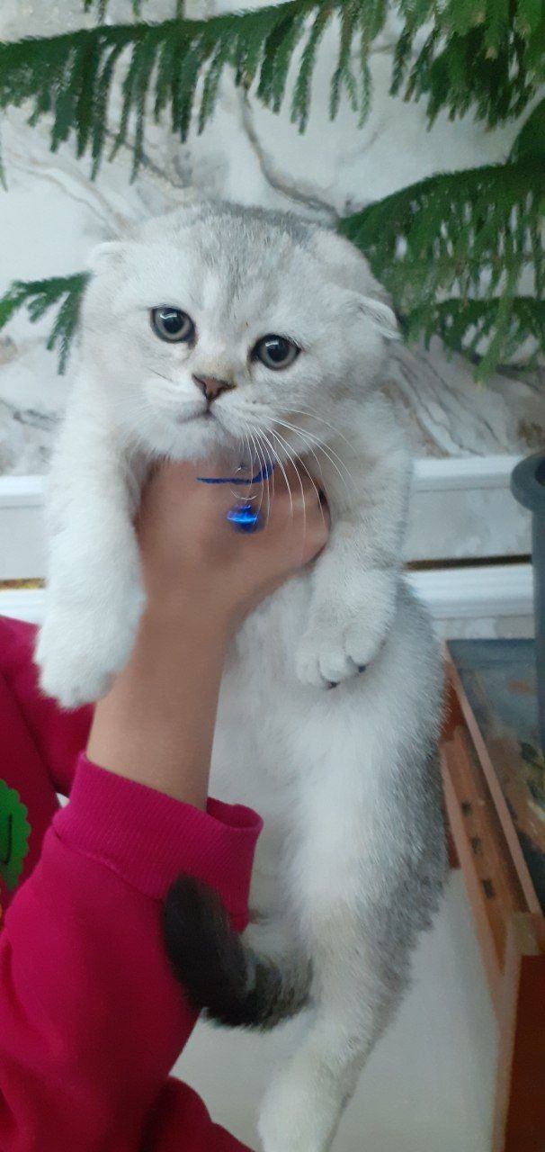 Скотиш фолд шиншилла