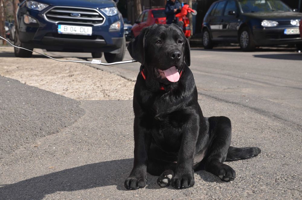 Femela neagra de Labrador Retriever cu Pedigree A, 6 luni