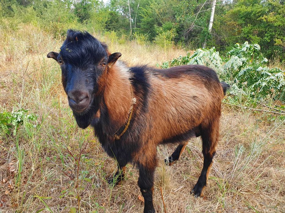Tap Alpin Francez rasa pura