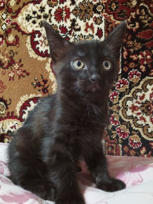 Отдам в добрые руки