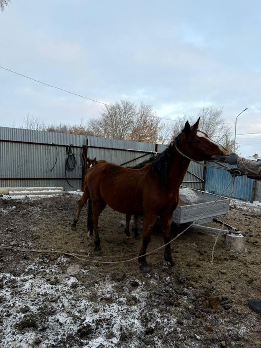 Продается Кобыла с жеребенком