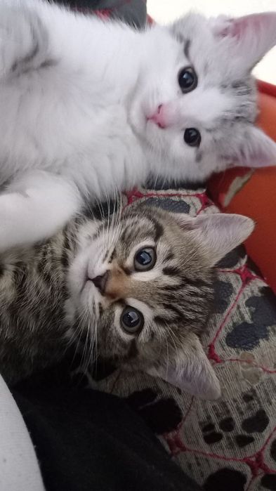 Отдам котят 1,5 месяца