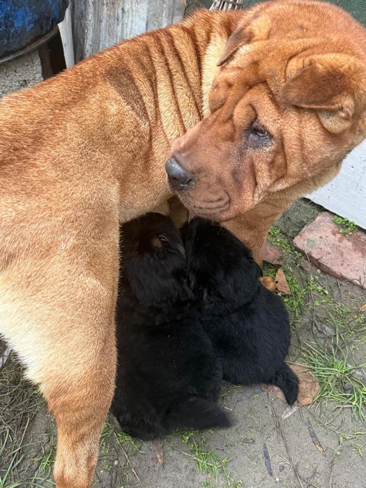 Done catei corcitura Shar Pei