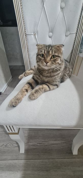 Кошечка продается