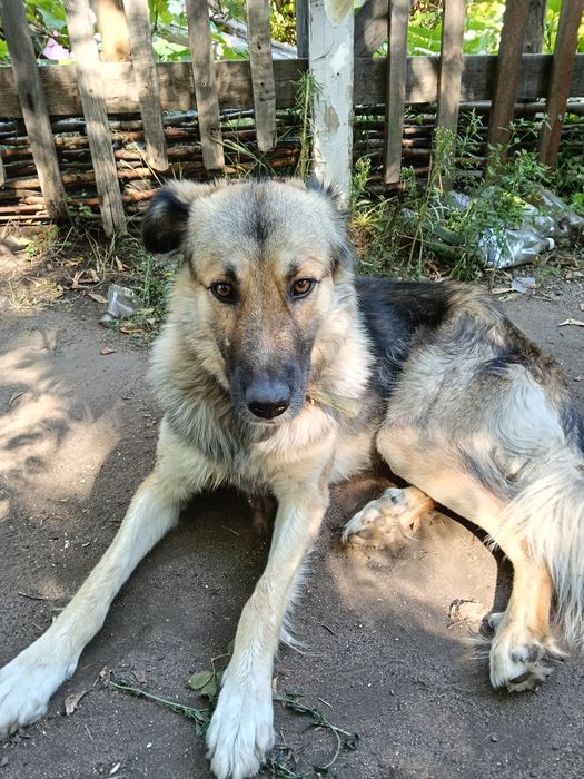 Собака ищет дом!