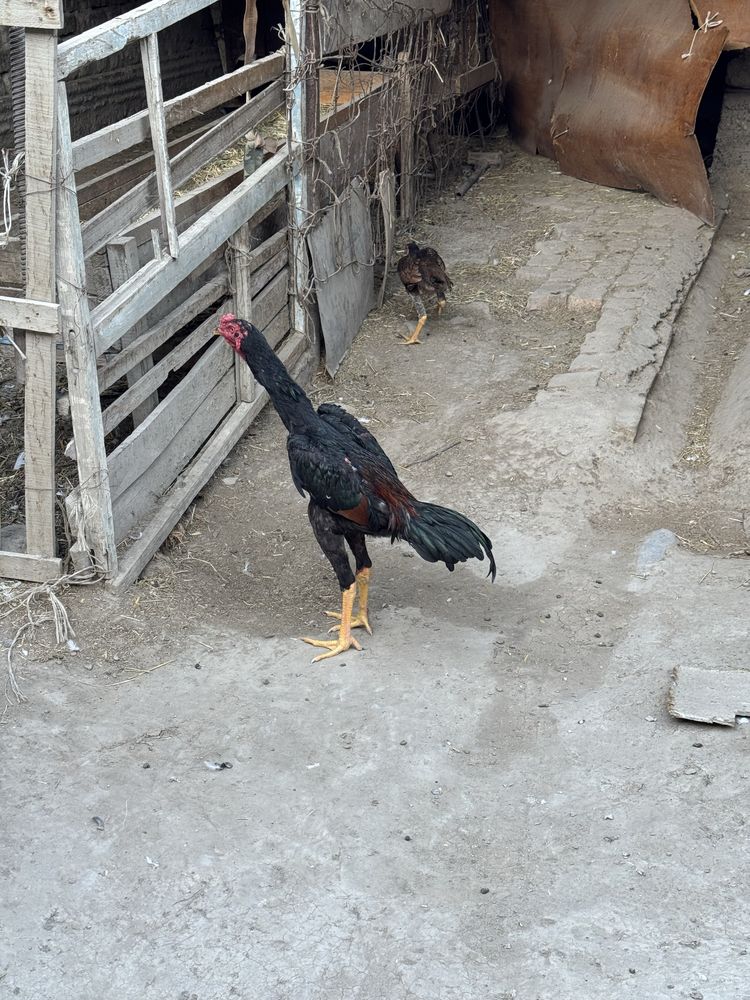 Dakang toza shamo zotiga javob