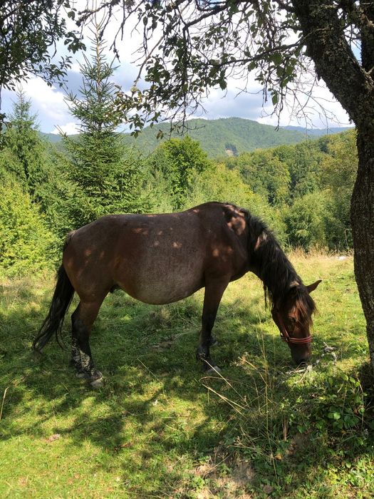 Cai de vânzare frumoși și puternici