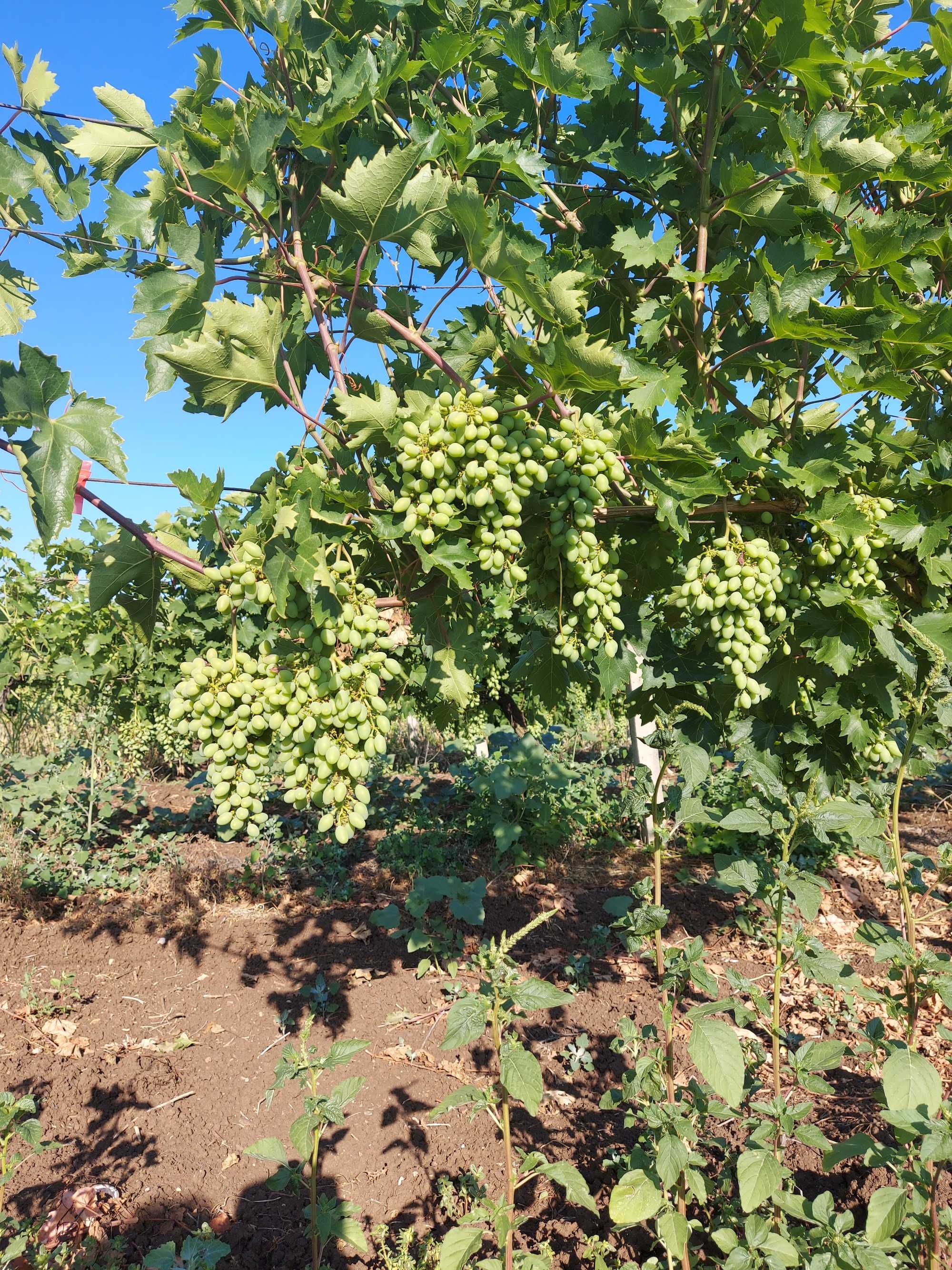Продавам бяло и черно грозде, също и винените.