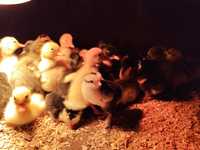 Oua pentru incubat, de la găini țărănești