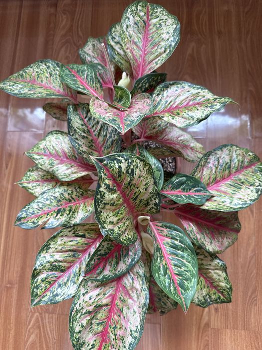 В продаже комнатные цветы экзотические