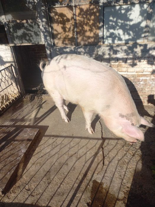 Прасе домашно отгледано