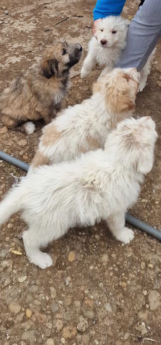 Donez cățeluși!!!