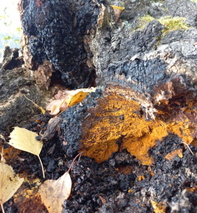 Chaga , Innonotus obliqus